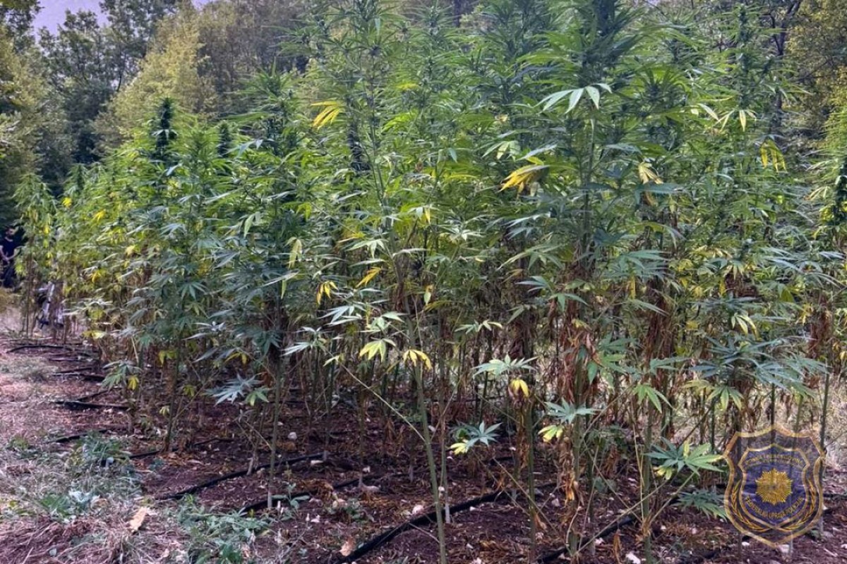 Policija pronašla plantažu kanabisa
