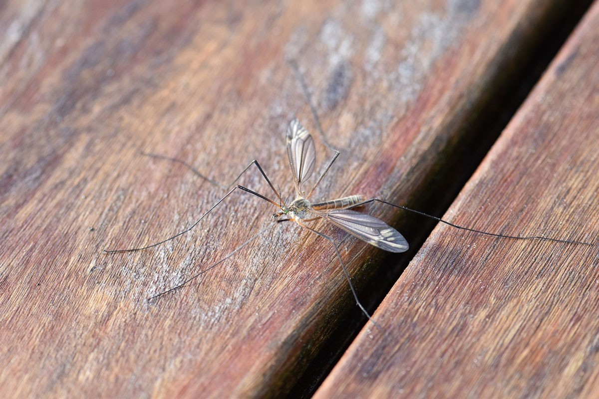 Opasnost u Zagrebu: Virus Zapadnog Nila potvrđen kod uginulih vrana