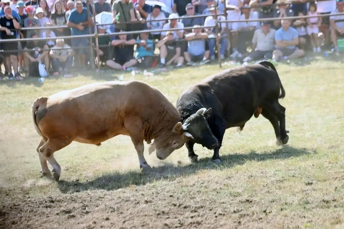 Na Manjači održana bodljavina bikova (FOTO)