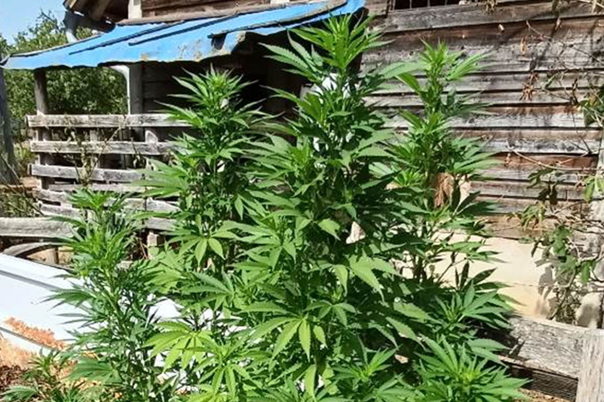 U akciji "Plantaža" pronađeno 17 stabljika indijske konoplje (FOTO)
