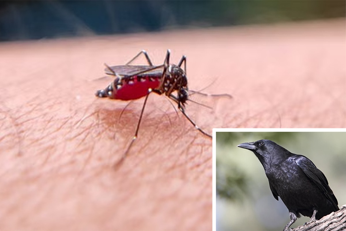 Virus Zapadnog Nila u Zagrebu, dvoje na intenzivnoj: Kako se zaštititi (VIDEO)