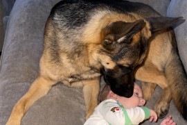 Simpatična igra bebe i njemačkog ovčara oduševila internet (VIDEO)