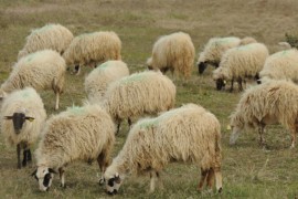Hapšenje u Kotor Varošu: Pištoljem usmrtio ovcu