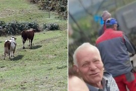 Strašna tragedija u BiH: Agresivni bik nasmrt izbo vlasnika