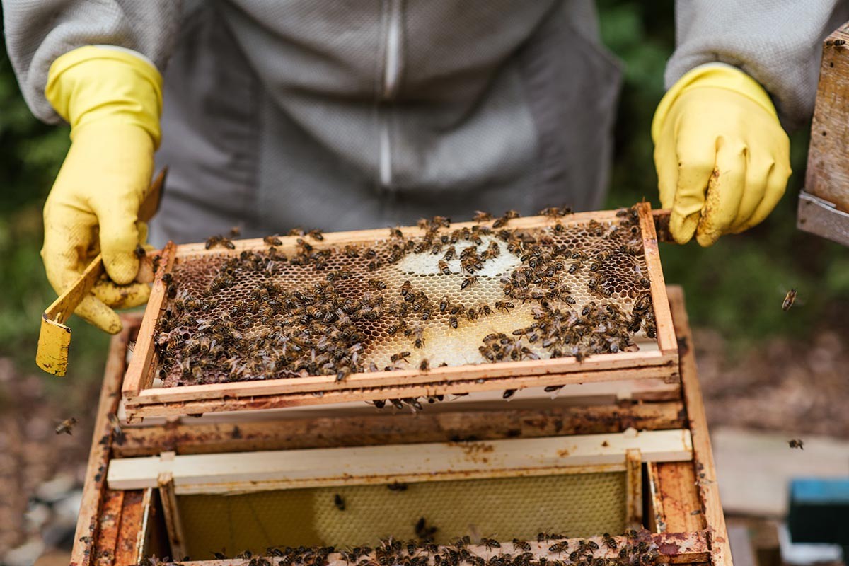 Septembar ključan za pčele: Ovo su poslovi koje ne treba odlagati