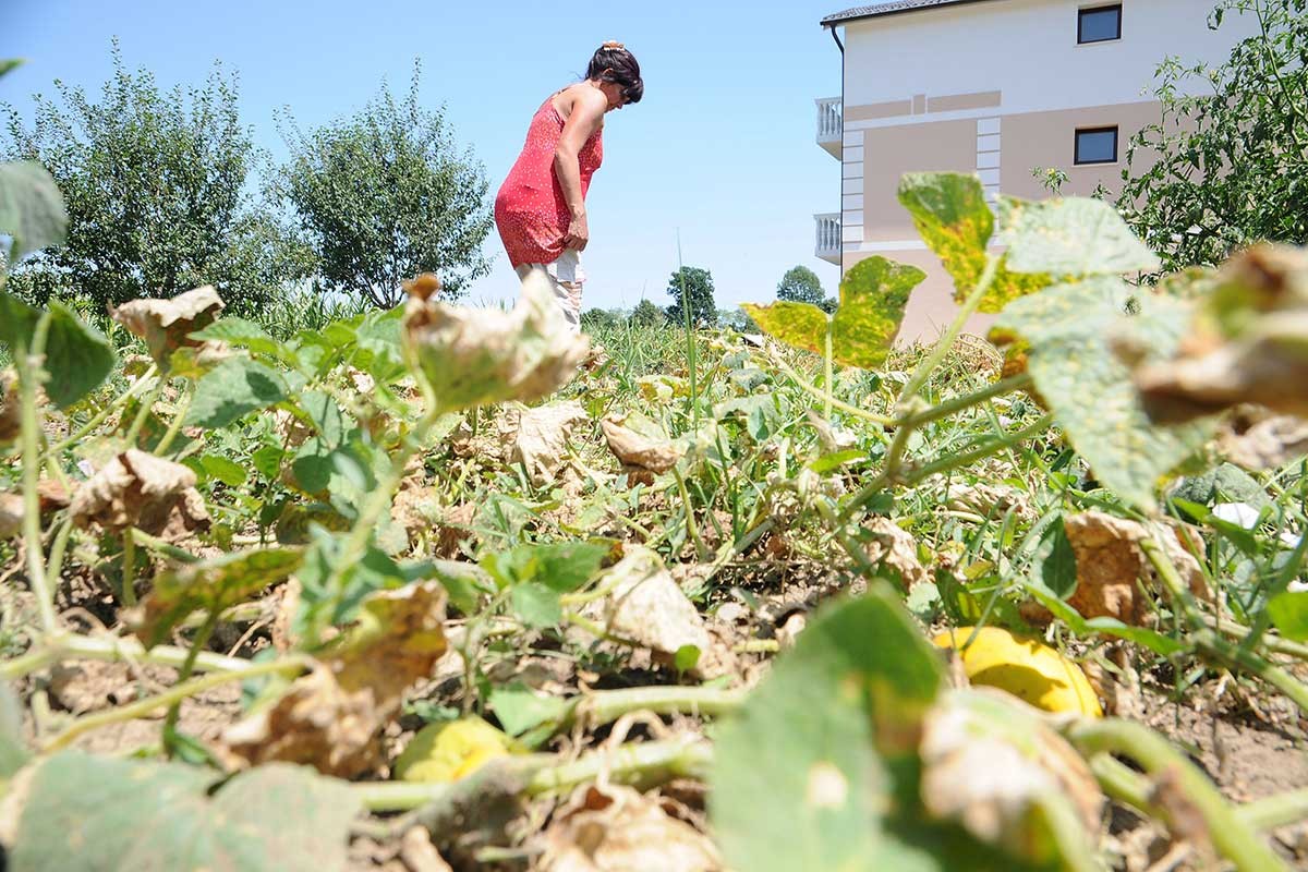 Suša uništila usjeve širom BiH: "Nikad gore nije bilo"