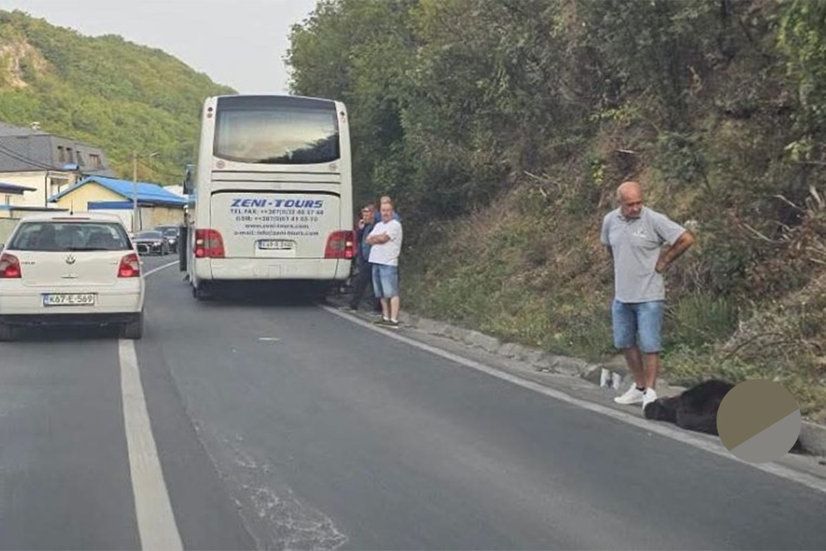 Drama kod Travnika: Medvjed istrčao pred autobus
