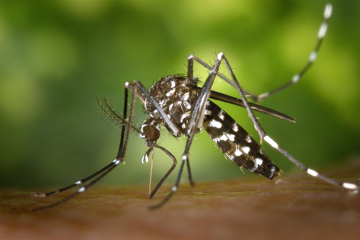 Alarm u Evropi: Virus Zapadnog Nila se širi, više od 1.000 zaraženih