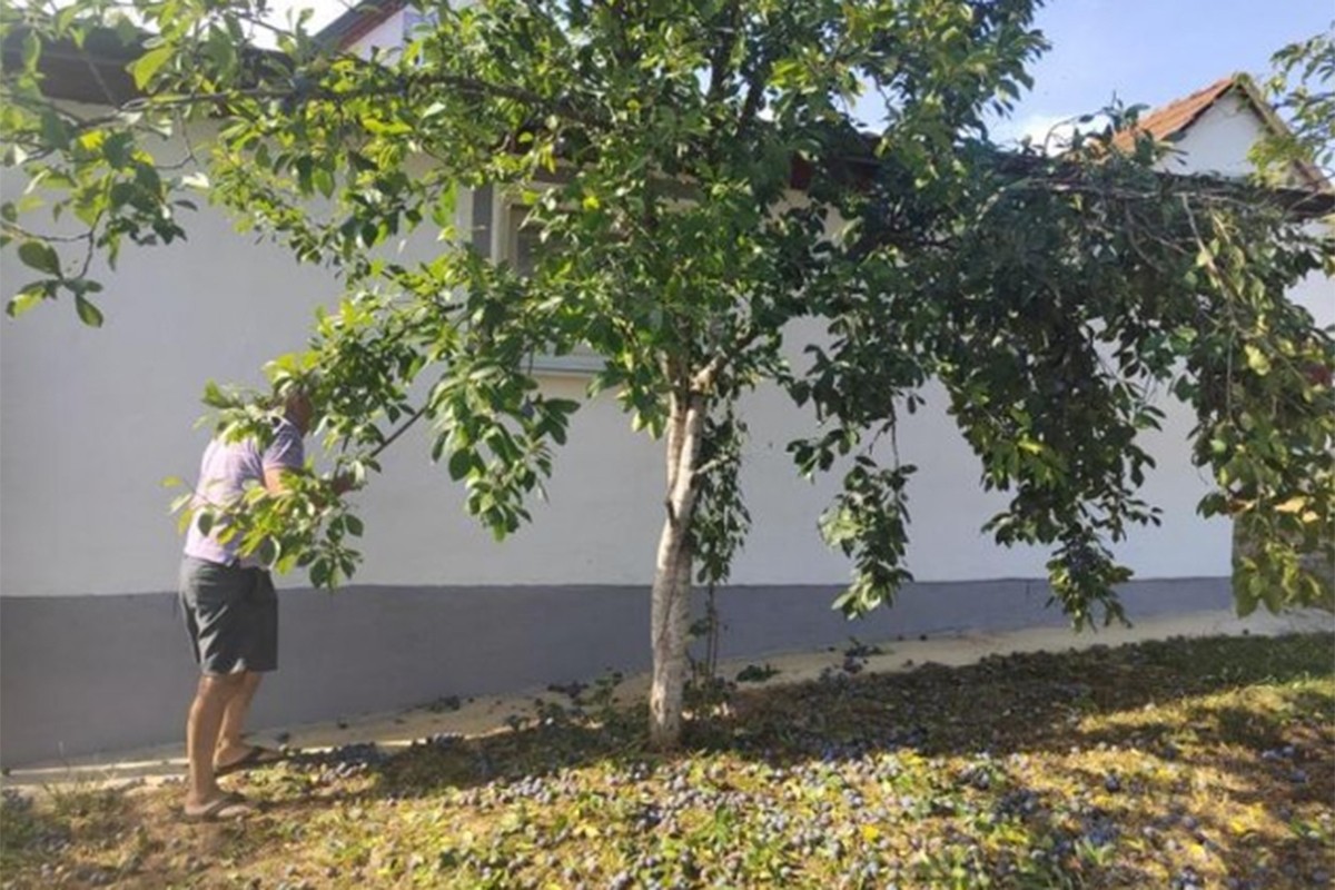 Busnovi kod Prijedora: Na imanju Topića šljive rodile nakon četiri godine (FOTO)