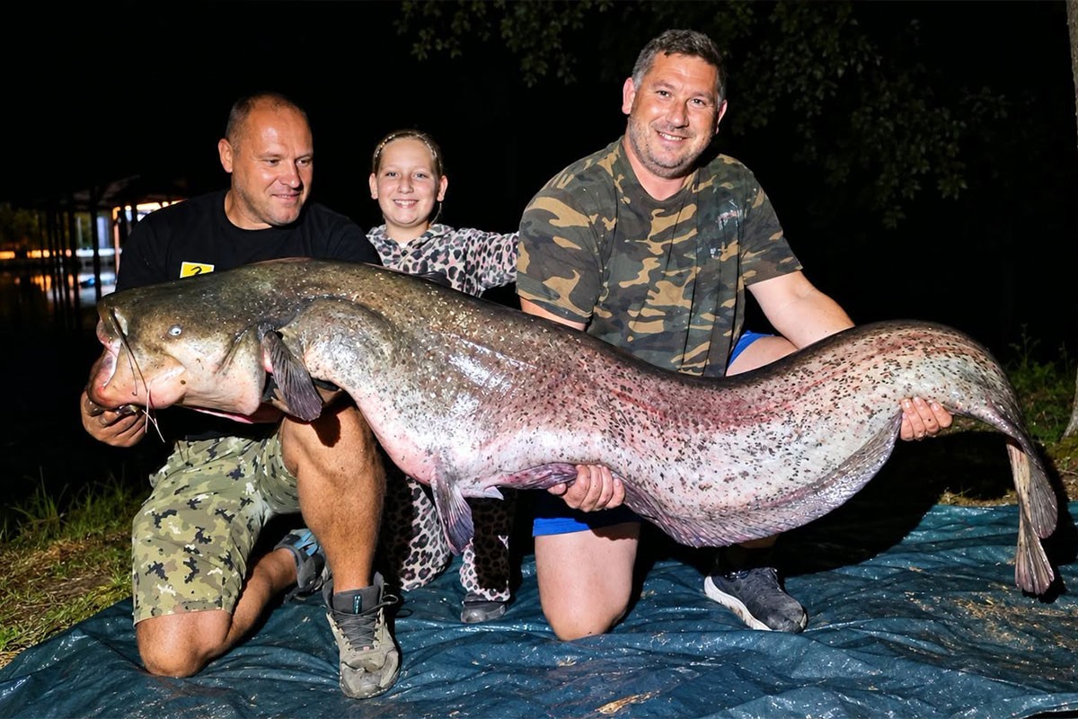 Upecali soma od 225 centimetara: “Koliko kila vi dajete ovom brkonji?”
