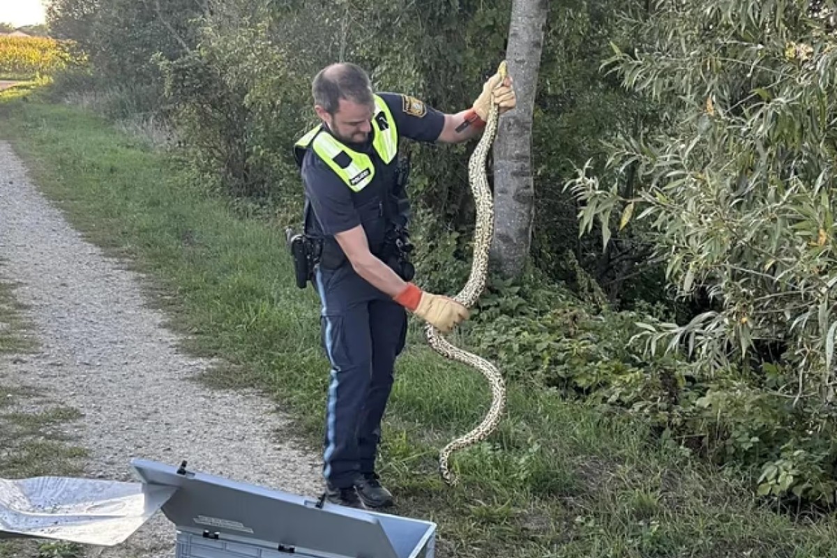 Žena tokom šetnje kod Dunava ugledala anakondu dugu više od 2 metra