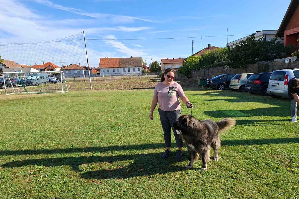 Više od 800 pasa na izložbi u Šamcu