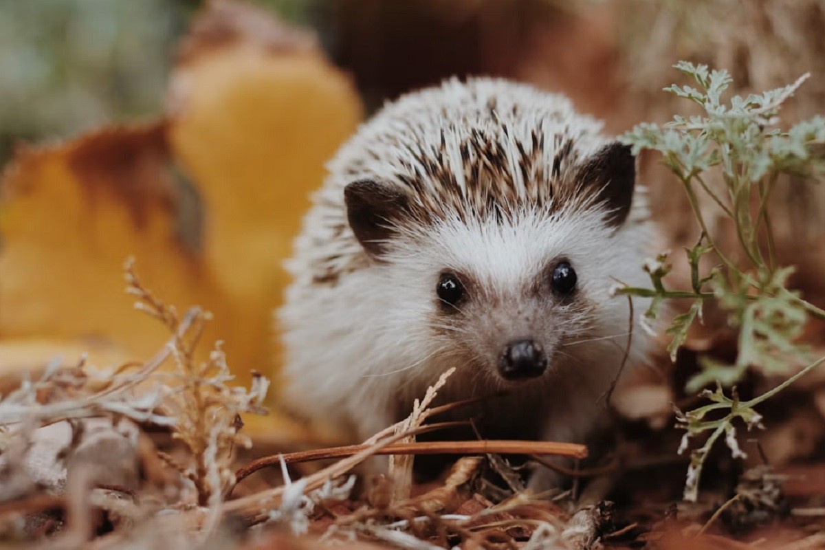 Pijani Jež zbog piva probudio komšiluk (VIDEO)