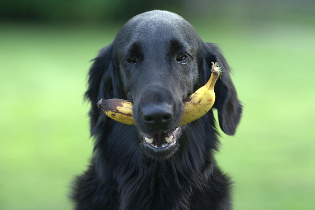 Smiju li psi jesti banane?