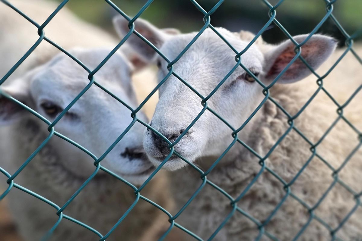 Iz tora ukradeno 20 ovaca, uhapšen osumnjičeni