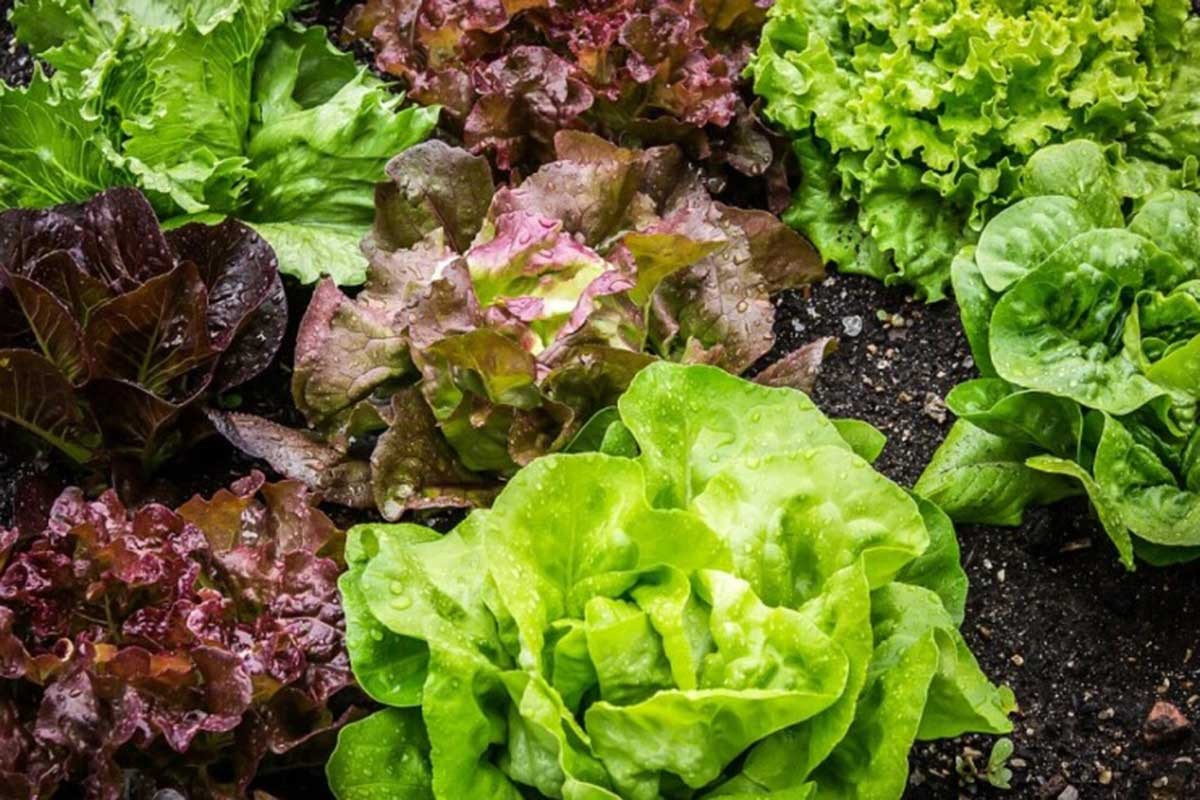 Tajna krupnih glavica salate nije u đubrivu: Najvažnije kako je sadite
