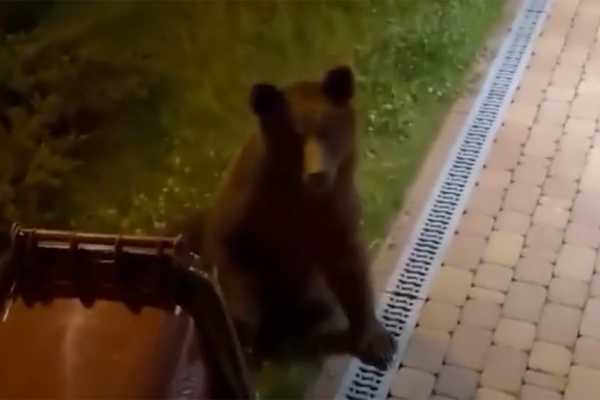 Drama u kampu sportista: Medvjed pokušao da uđe u sobu (VIDEO)