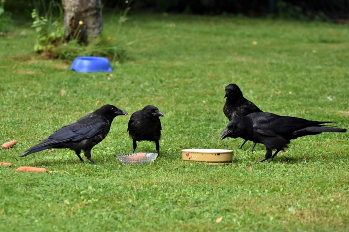 Pamte lica, koriste alat i "broje": Koliko su vrane zapravo pametne?