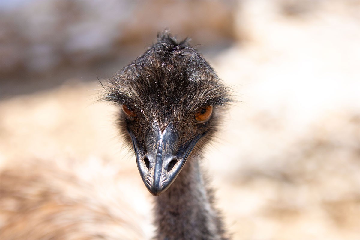 Emu pobjegao iz pokretnog zoološkog vrta: Prijavljeno da velika ptica trči ulicom