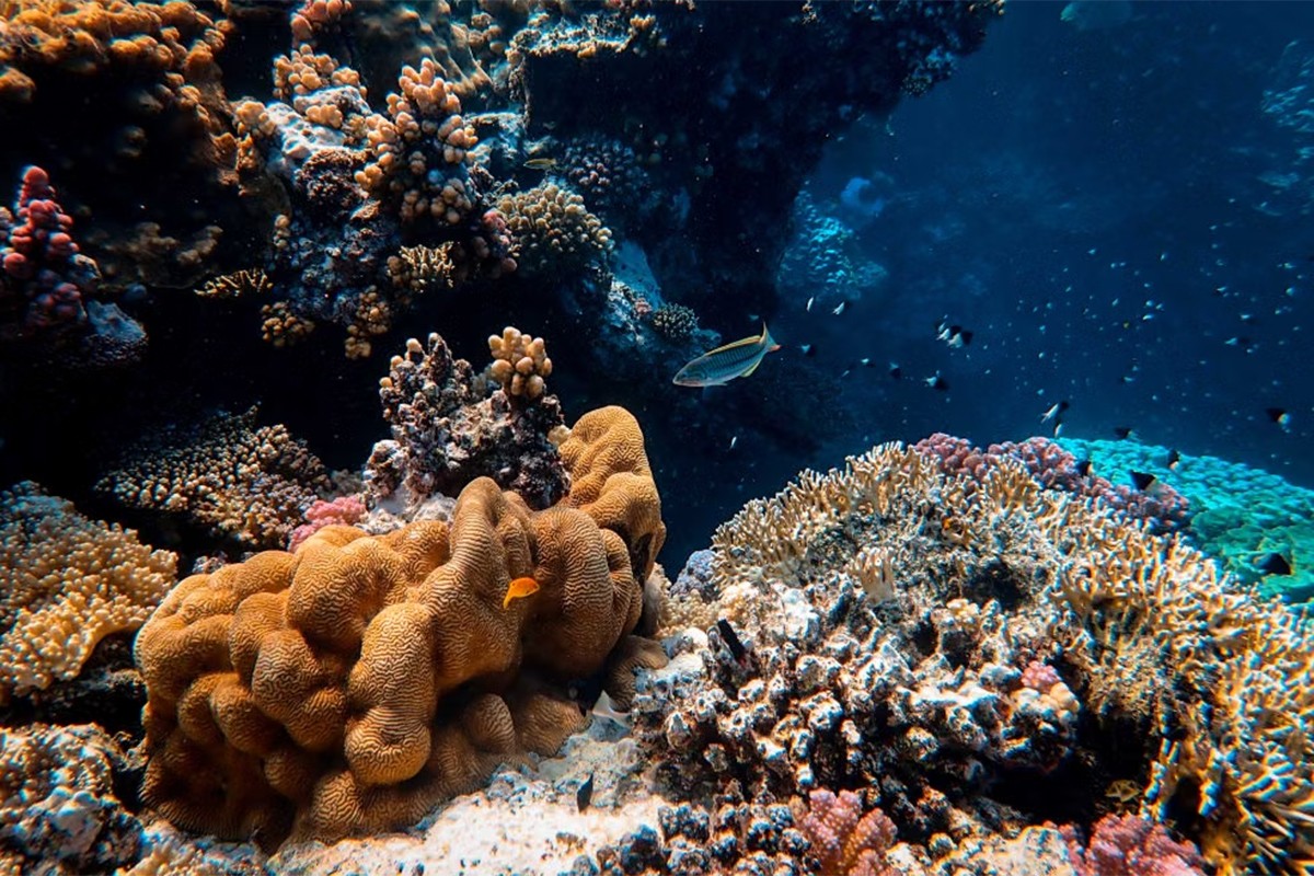 Plastika se stopila s koralima - naučnici otkrili novu vrstu zagađenja