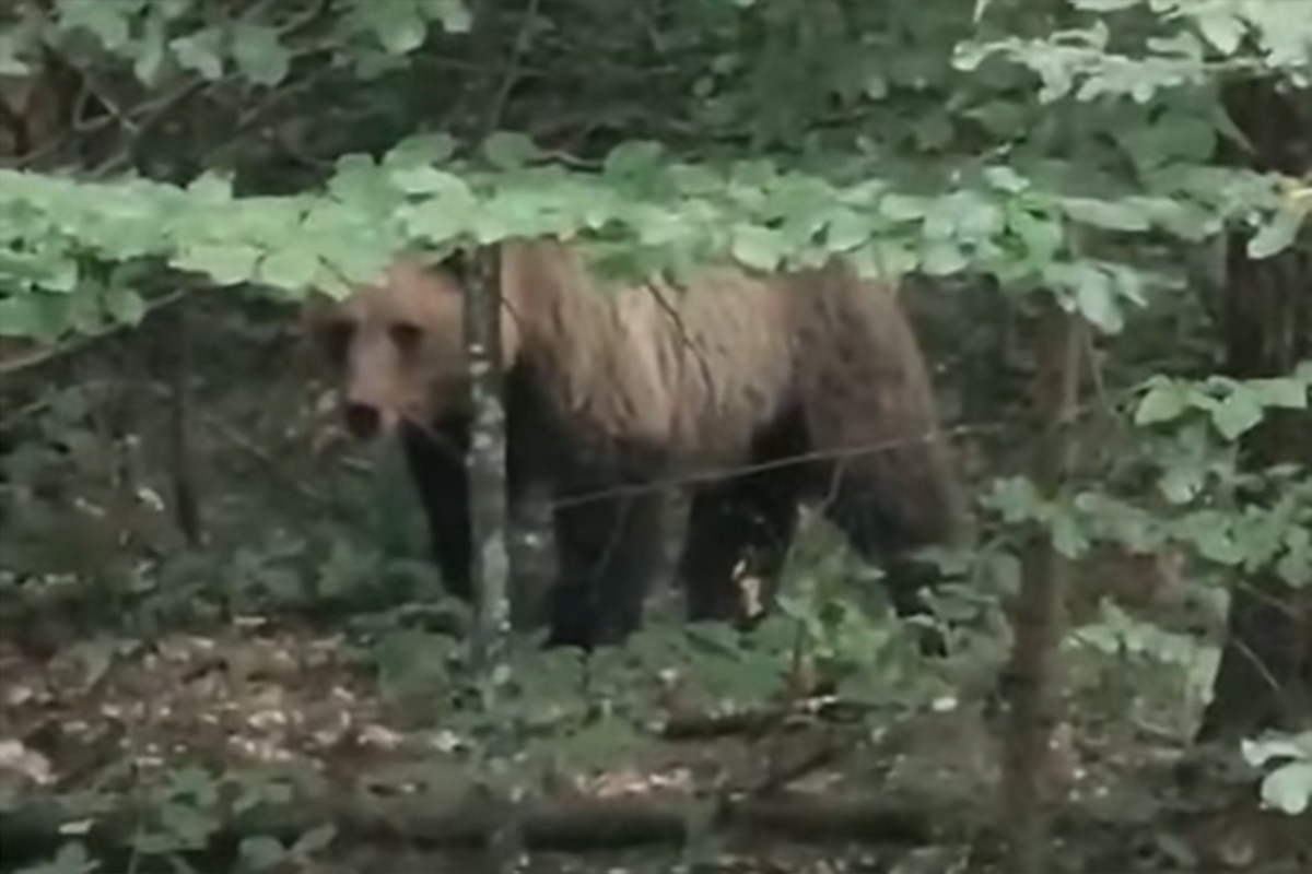 Drama na Tari: Medvjed krenuo prema ljudima, vatrogasac potrčao za njim (VIDEO)