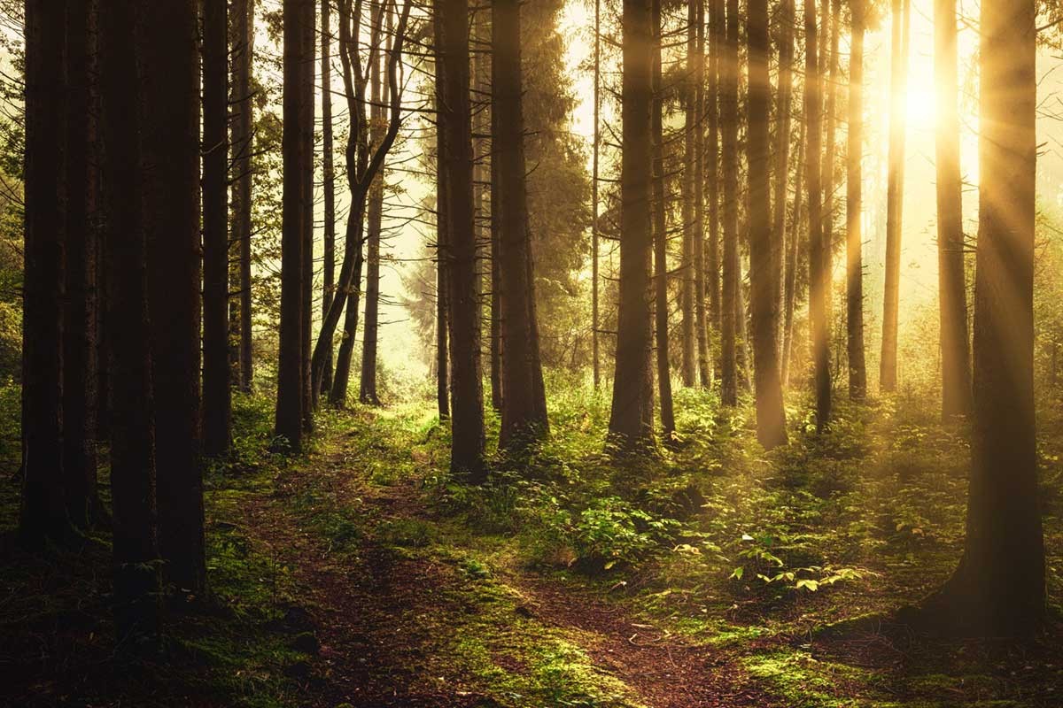 Otkrivena šuma koja je nestala prije 400.000 godina