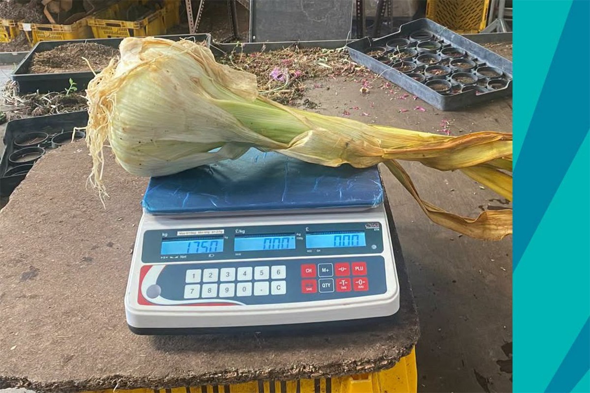 Džinovski bijeli luk ušao u Ginisovu knjigu rekorda (FOTO)