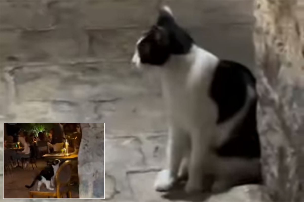 Snimak mačke koja dovodi goste u kafić u Budvi osvojio internet (VIDEO)