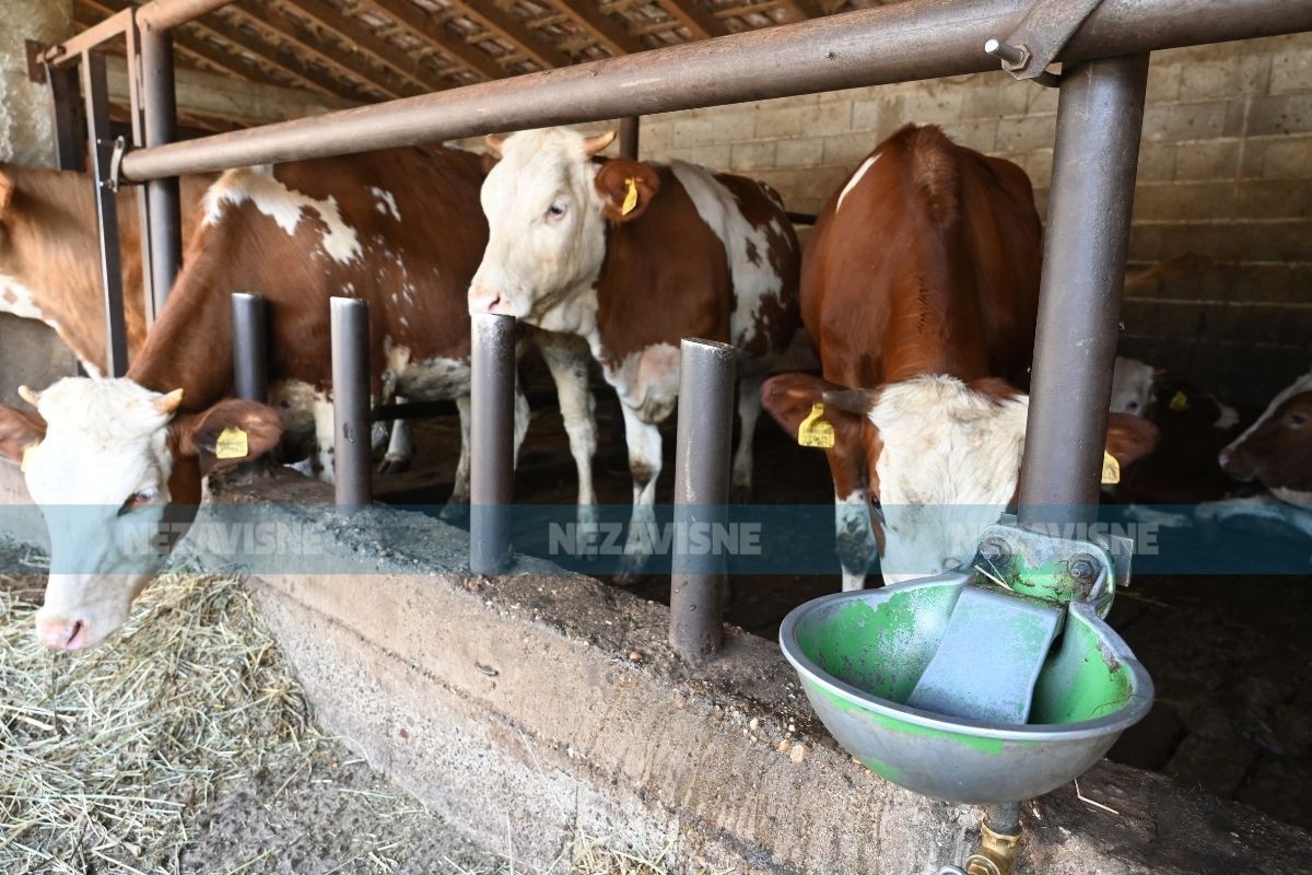 Institucije bez dogovora, pomjeren popis krava i ovaca
