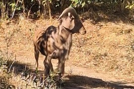 Neobična potjera u Nišu: Afrički ovan već sedmicama izmiče hvatanju