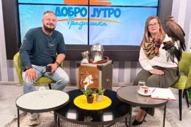 Neobično TV jutro: Jastreb u studiju (VIDEO)