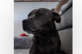 Holi svoje plišane igračke čuva kao najveće blago (VIDEO)