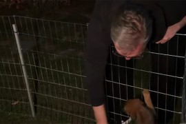 Vučić nakon burne noći: Mir sam pronašao u igri sa ljubimcima (VIDEO)
