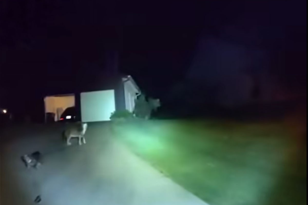 Neobičan susret na ulici: Policajac naišao na psa, nije ni slutio gdje će ga odvesti (VIDEO)
