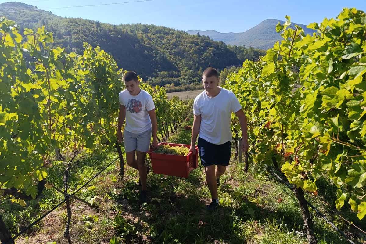 Podrumi  Vukoje: Kraj berbe obilježen žilavkom i mladom jagnjetinom (FOTO)