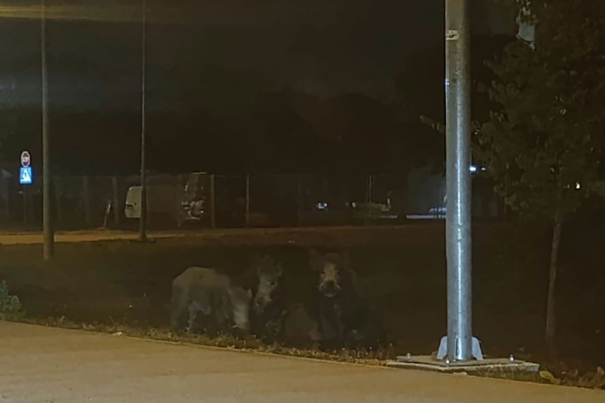 Krdo divljih svinja viđeno u Dervišima