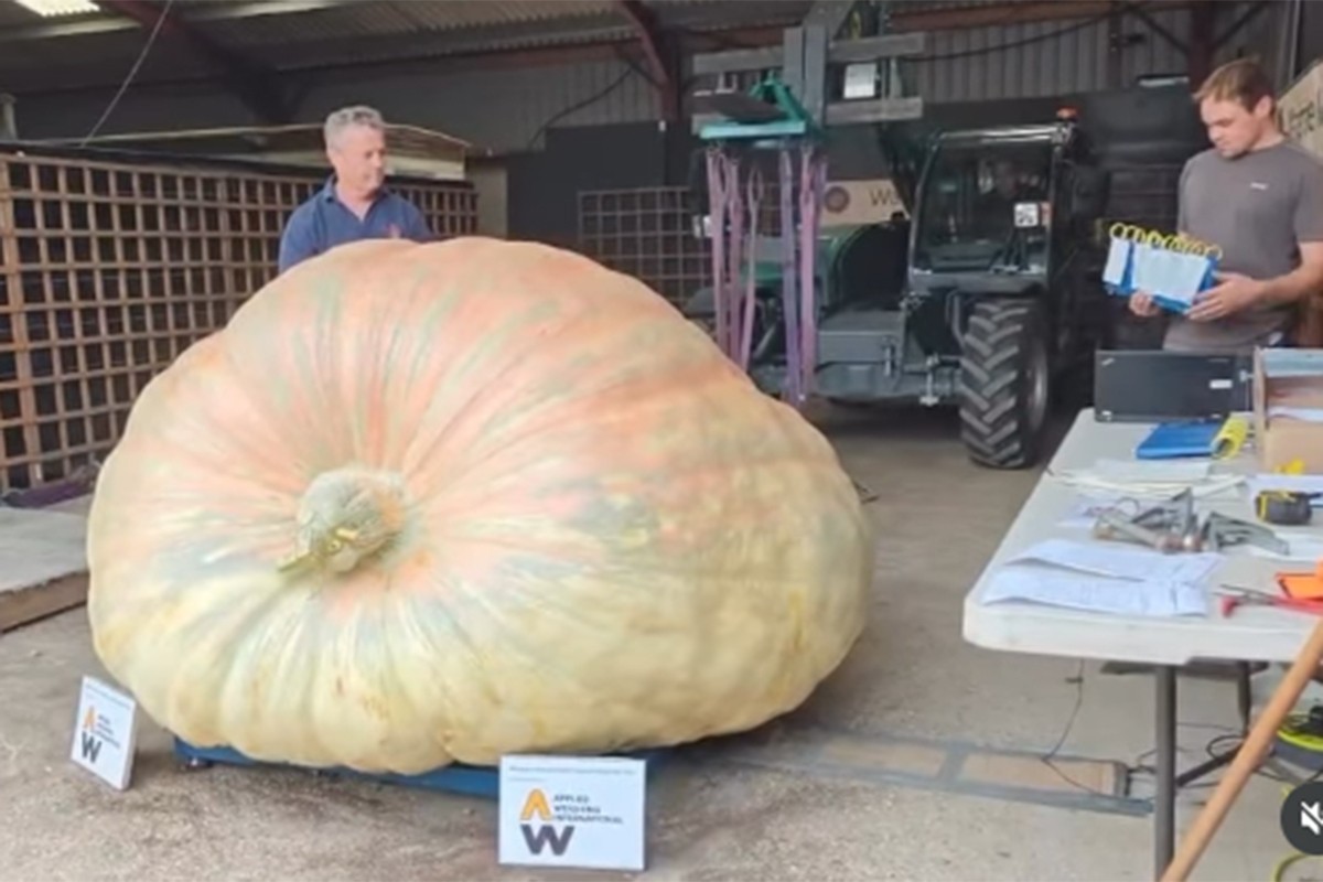 Čudo iz Engleske: Bundeva teška skoro 1.300 kg (VIDEO)
