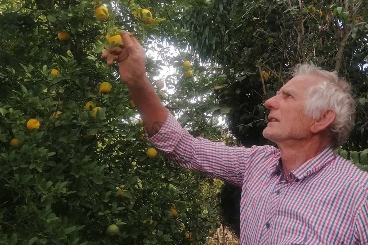 U Lijevče polju obilno rodio sibirski limun: Šta sve može ova neobična biljka
