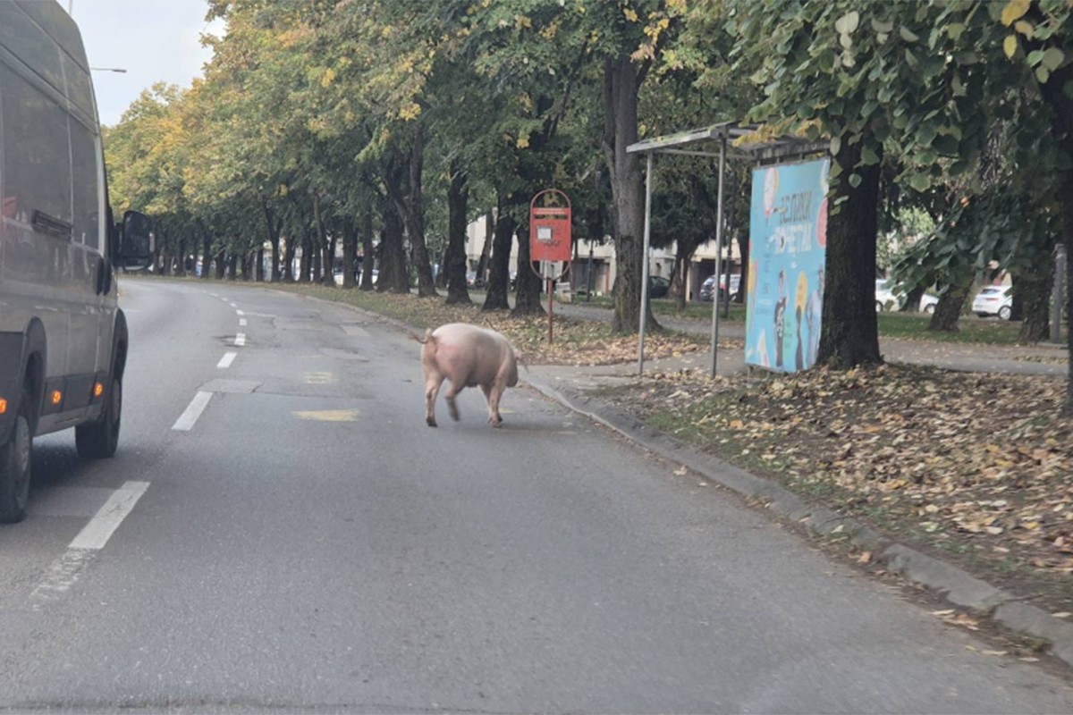 Svinja prošetala banjalučkim naseljem