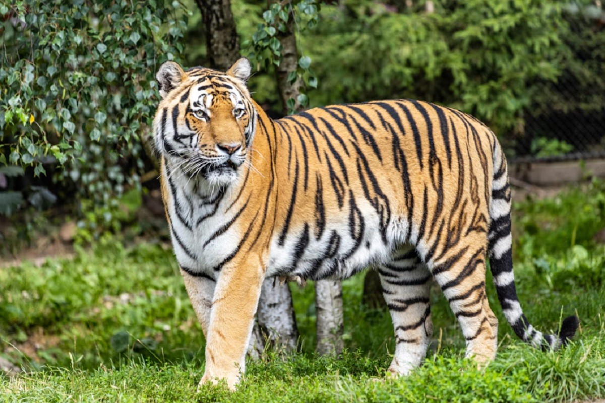 Tigar usmrtio muškarca: Park zatvoren četvrti dan