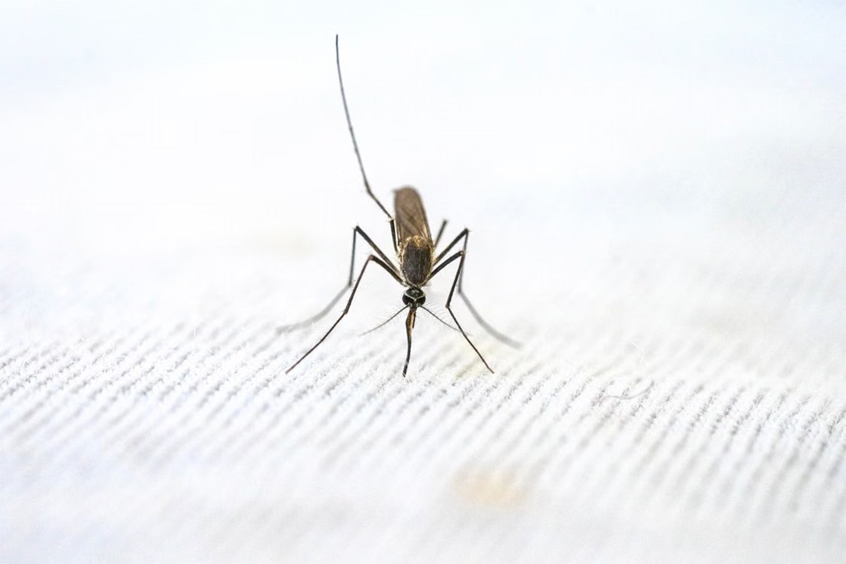 Virus Zapadnog Nila širi se Evropom: Rekordan broj zaraženih i preminulih