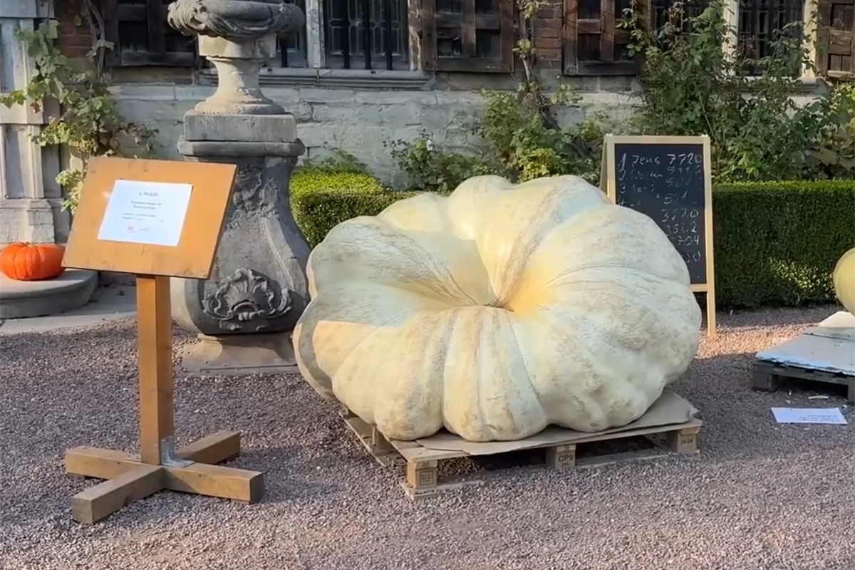 Bundeva teška čak 772 kilograma glavna atrakcija festivala u Belgiji