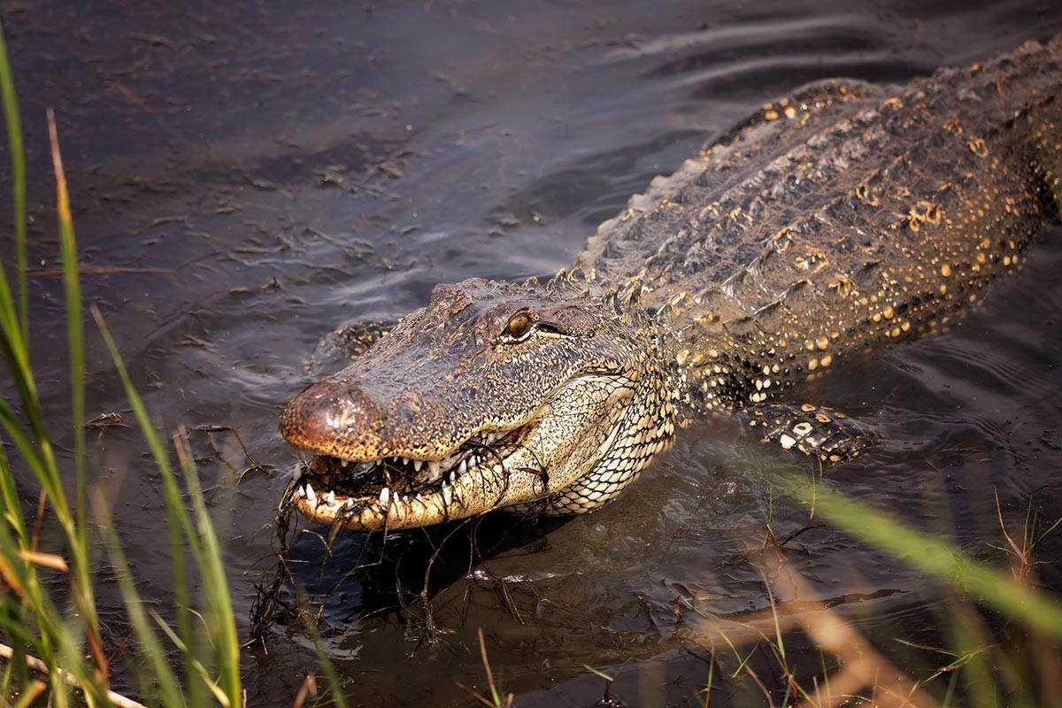 Aligator ubio muškarca dok je pecao na Floridi