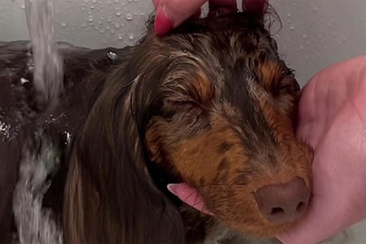Jazavičarka Indi obožava kupanje: Njen spa tretman oduševio mreže (VIDEO)