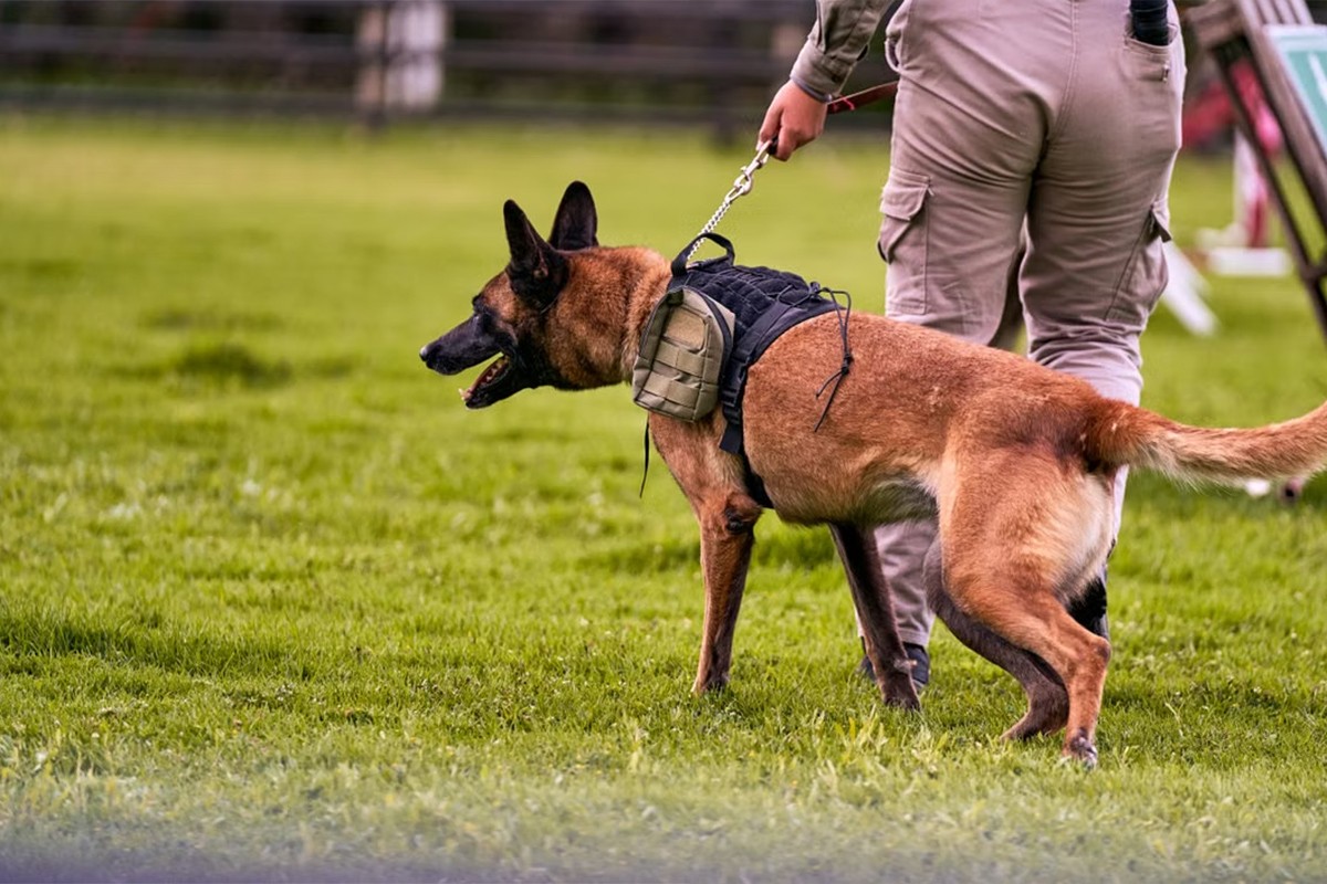 Policijski psi u Velikoj Britaniji ugrizli rekordan broj osumnjičenih