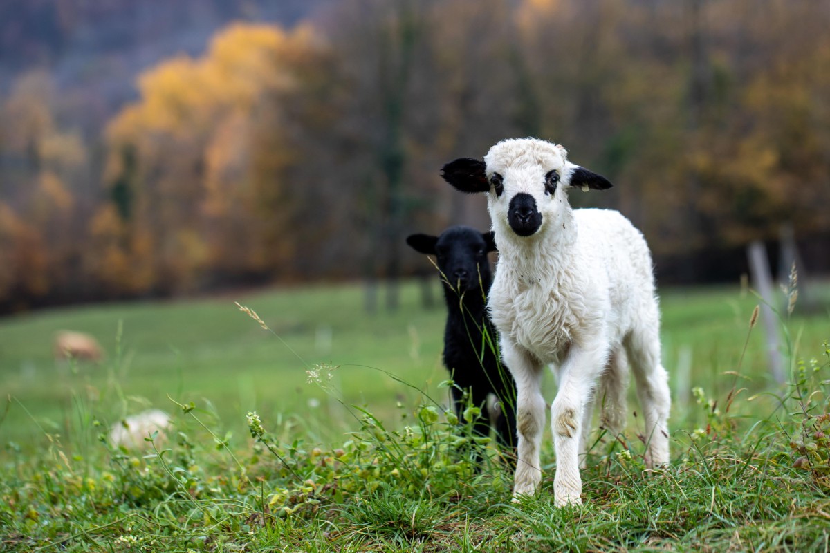 Jagnje vrijedno 25.000 dolara nestalo s australijske farme