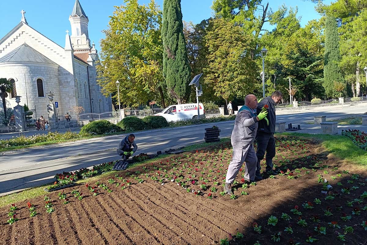 Počela jesenja sadnja cvijeća u Trebinju