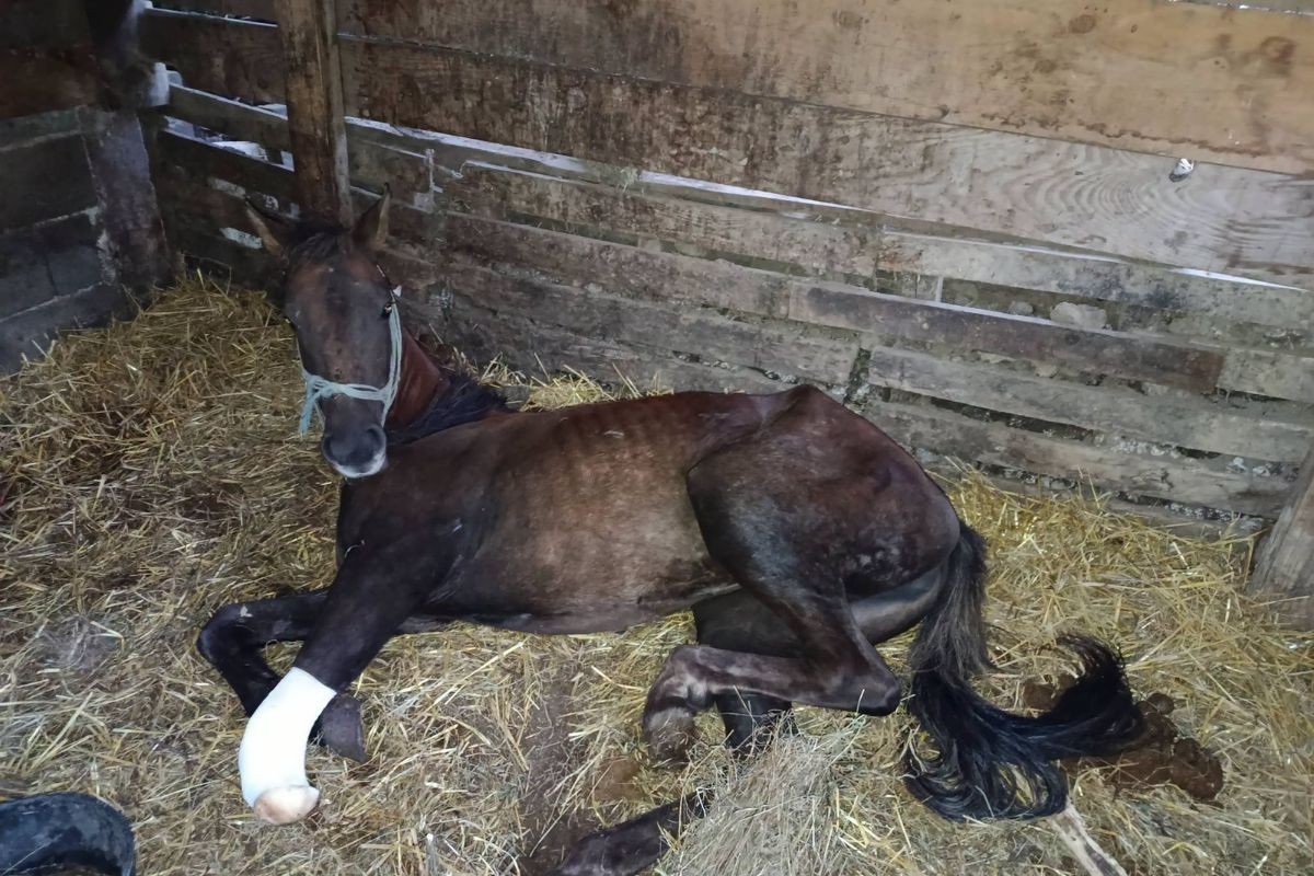 Nakon teške povrede i operacije, kobili Bistrici potrebna proteza