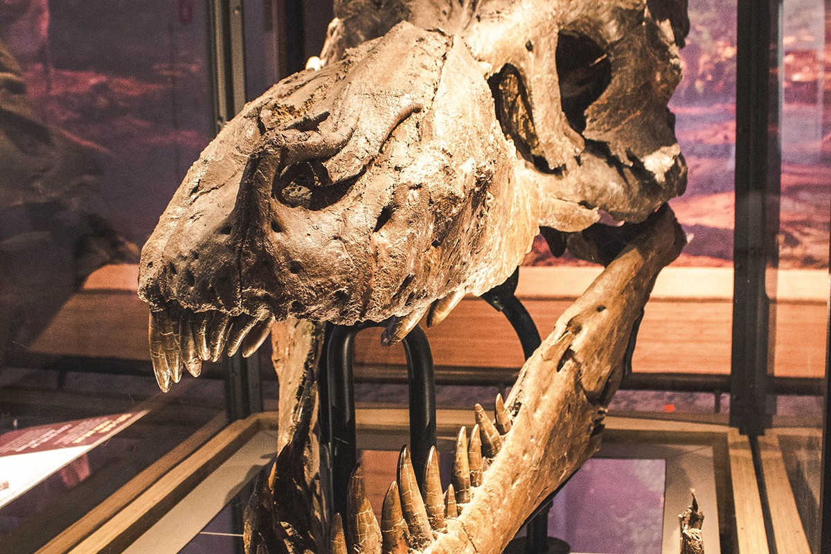 Naučnici otkrili nove tragove o razmnožavanju dinosaurusa