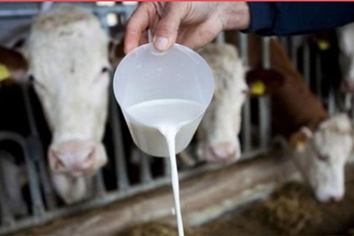 Farmeri u Republici Srpskoj na ivici: Mlijeko jeftino, bikove nema ko da kupi